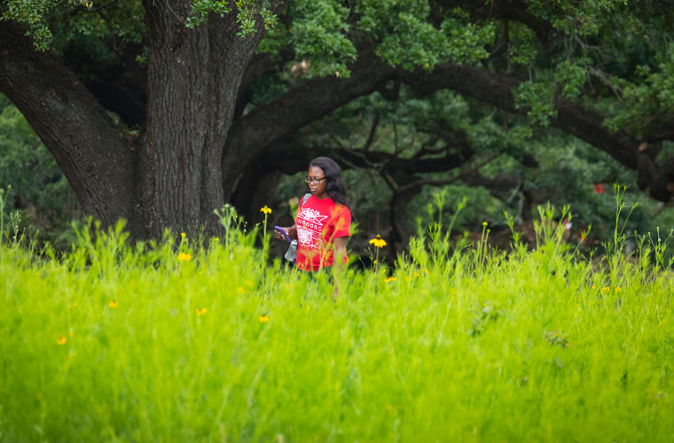 A student walking by the University of Louisiana at Lafayette's sustainable wildflower prairie in the middle of campus
