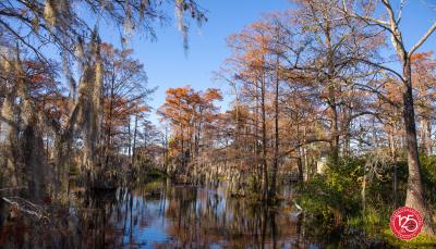 Cypress Lake