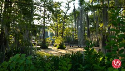 Cypress Lake