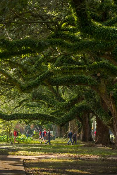 Environmental science majors at the University of Louisiana at Lafayette enjoy the natural campus beauty such as the oak trees over Saint Mary Boulevard