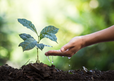 Growing plant in sunlight being watered